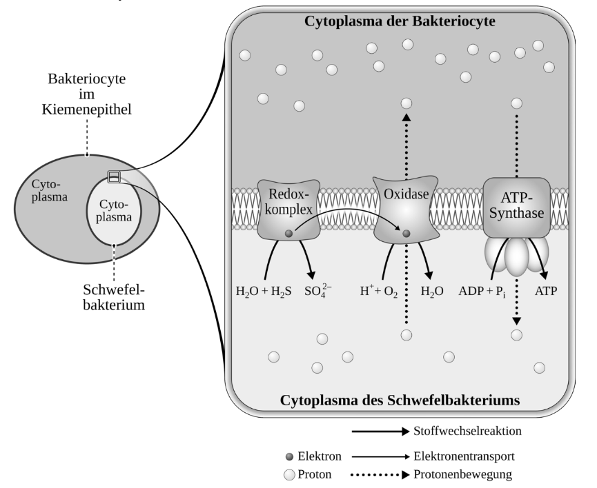 Schema eines Schwefelbakteriums mit Atmungskette und ATP-Synthase